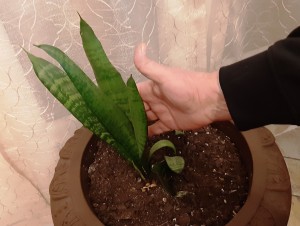 sanseveria felice